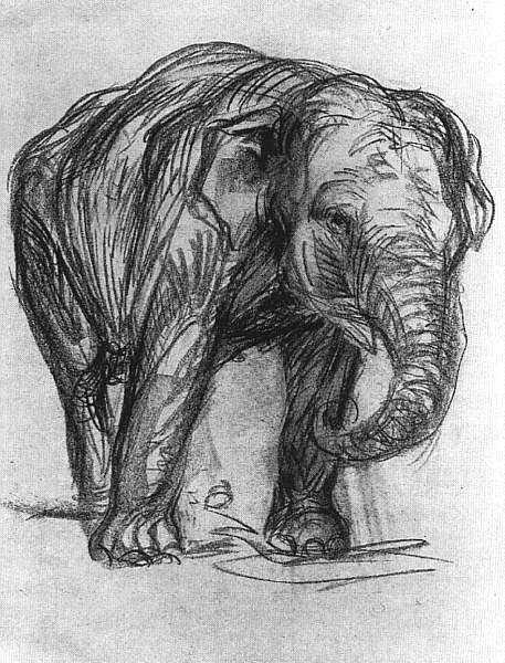 Elephant